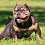 Profile Picture of Michael Duran (@antrax.kennels.md87) on Instagram