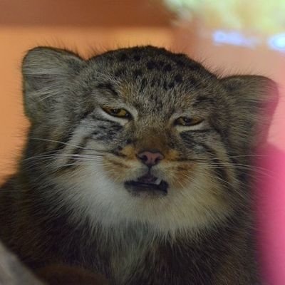 Profile Picture of Daniel Duan (@DanielDuan123) on Twitter