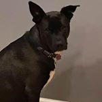 Profile Picture of Dawn Thalacker (@dawnthalacker) on Instagram