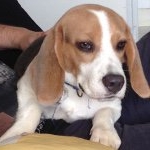 Profile Picture of Bob Beagle (@bobmarleybeagle) on Instagram