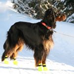 Profile Picture of Røsholmhøgdas Maxine (@maxine.gordonsetter) on Instagram