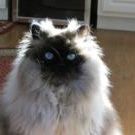 Profile Picture of Kelly Guthrie (@pisgah) on Pinterest