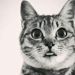 Profile Picture of Ivan.Pavlovich (@ivan_pavlovich_inst) on Instagram