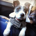 Profile Picture of Yoko and Lennon dogs (@yoko_and_lennon_dogs) on Instagram