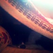 Profile Picture of Cal Dillon (@7c6a0ec511fe4ad) on Twitter