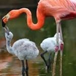 Profile Picture of Flamingo (@janeth.s.spinner) on Instagram