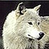 Profile Picture of vukits (@vukits) on Flickr