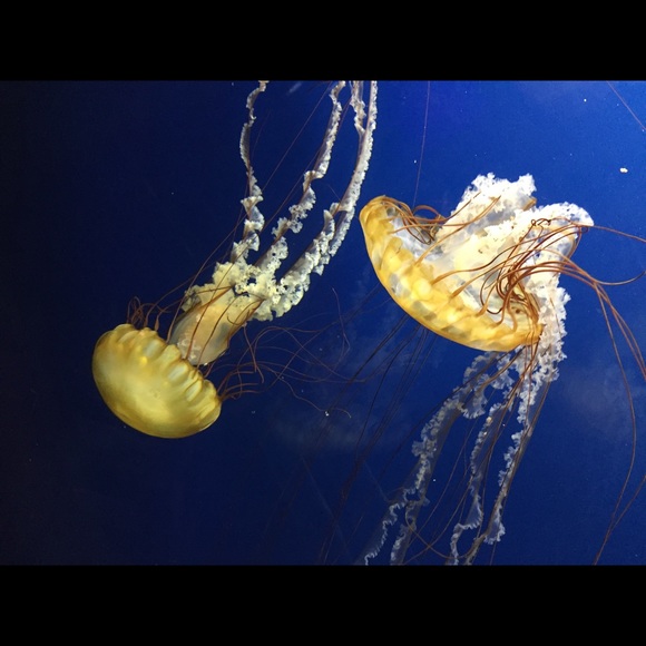 Profile Picture of Habib Lichaa (@hlichaa) on Poshmark