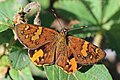 Profile Picture of Celaenorrhinus - Wikipedia, the free encyclopediaon Wikipedia