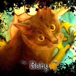 Profile Picture of Kitty Schaefer (@cat.schaefer.12) on Facebook