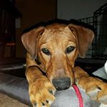 Mark Darden - Instagram Profile Picture of Mark Darden (@markthetileguy) on Instagram