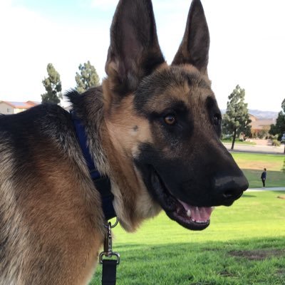 Profile Picture of Joseph Mojica (@Reinicorrn) on Twitter