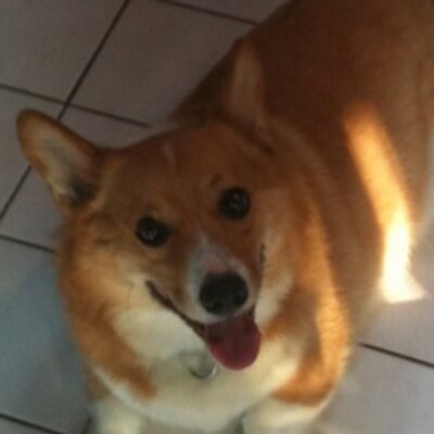 Profile Picture of Albert Thomson (@Albertthefatdog) on Twitter