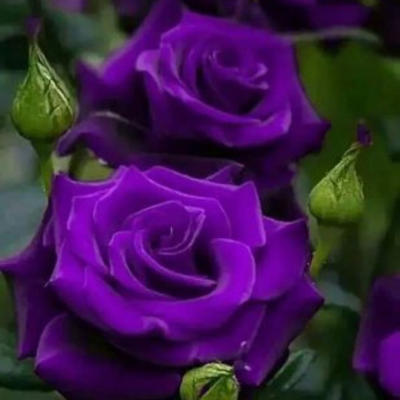 Profile Picture of Teresa Armonta (@teresaarmonta) on Poshmark