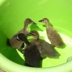 Profile Picture of Cecil🦆Michael🦆Dave🦆 (@cecilmichaeldave) on Instagram