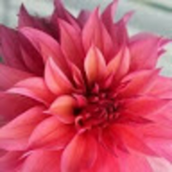 Profile Picture of Jaleesa Nichelle (@jaleesan) on Poshmark