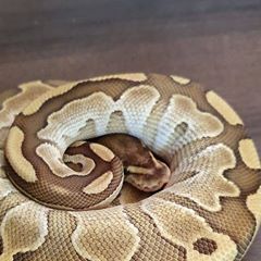 Profile Picture of Daniel Nixon (@@danielnixon05) on Tiktok