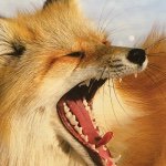 Profile Picture of David Hodges (@davyboy1234) on Instagram