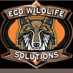 Profile Picture of Chris Sims (@ecowildlifesolutions) on Instagram