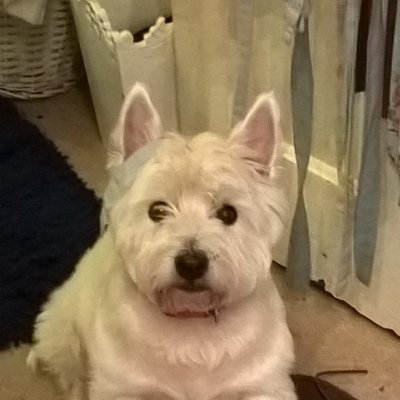 Profile Picture of Ruskin Mike (@fishpondsjet200) on Twitter