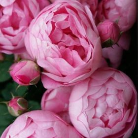 Profile Picture of Amber-Allen Turner (@alcturner) on Pinterest