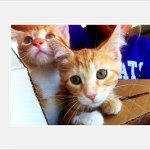 Profile Picture of Lily and Scooter DiLeonardi (@lilyrides_my_scooter) on Instagram