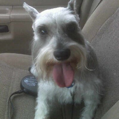 Profile Picture of Chloe Zoie Meyer (@chloezoiemeyer) on Twitter