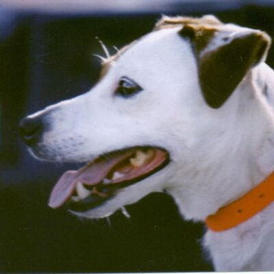 Profile Picture of Mary Jo Beaudoin (@dinkadog) on Twitter