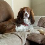 Profile Picture of Dennis James Bertolino (@dennisjamesbertolino) on Instagram