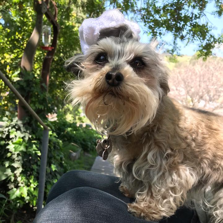 Profile Picture of Llisabee (@dogladymomma) on Tiktok