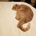 Profile Picture of Peter Dalnegro (@dalnegrop) on Instagram