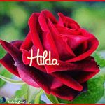 Profile Picture of Hilda Alicia Boschetti (@hildaaliciaboschetti) on Instagram