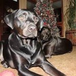 Profile Picture of Lori Gilmore Worline (@mysticalmarge) on Instagram