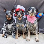 Profile Picture of AllDogz (@terence.bell49) on Instagram