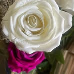 Profile Picture of Maria T Hernandez (@Maria-T-Hernandez) on Facebook