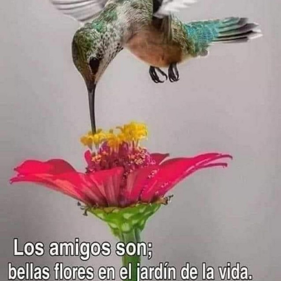 Profile Picture of Amarylis Kakaletris (@amarylis504) on Poshmark