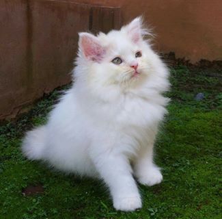 Profile Picture of David Frankiki (@david.frankiki.5) on Facebook