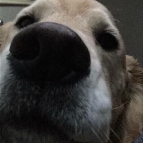 Profile Picture of Tonya Bauman (@tonericbaum) on Poshmark