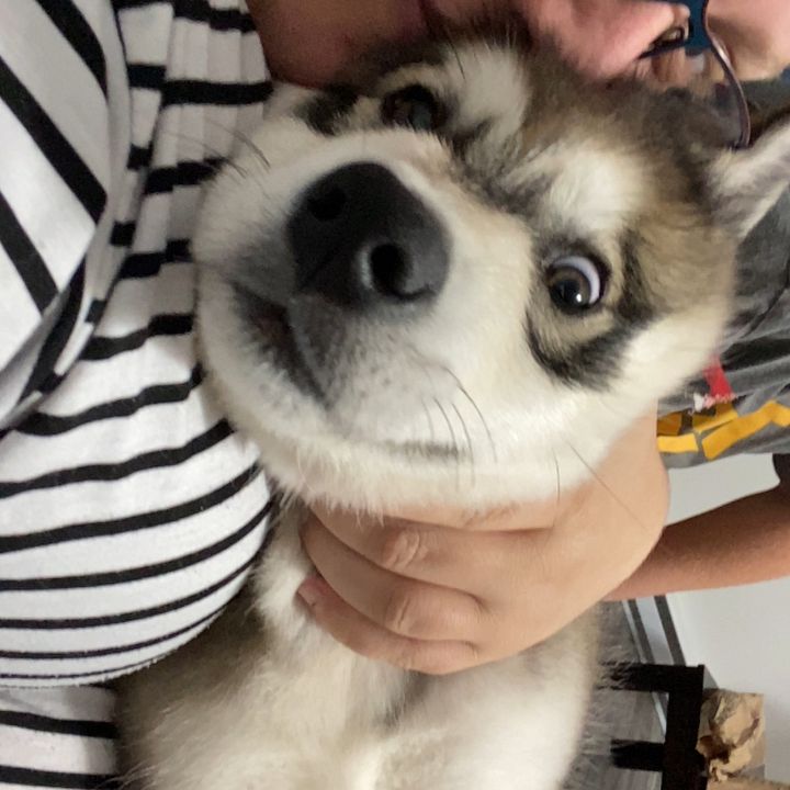 Profile Picture of Jesse Dyer (@jessedyer95) on Tiktok