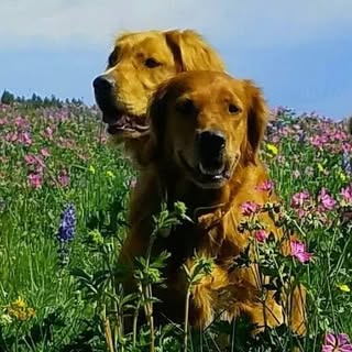 Gary Collingwood - Instagram Profile Picture of Gary Collingwood (@gary.collingwood) on Instagram