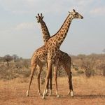 Profile Picture of Getenyi Richard (@getenyir) on Instagram