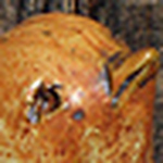 Profile Picture of Kim Lust (@kim lust pottery) on Flickr