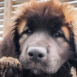 Profile Picture of Arnold the Leonberger🇳🇴 (@arnold_leonberger) on Instagram