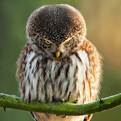 Profile Picture of Jeremy Haddad (@jeremyhaddad2030) on Youtube