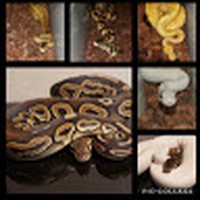 Profile Picture of Sean Peek (@sean-peek-4) on Quora