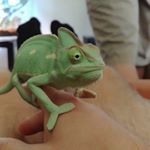 Profile Picture of Darrell the Chameleon (@senior_darrell) on Instagram