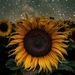 Profile Picture of Chris Belsher (@TheCBelsher) on Pinterest