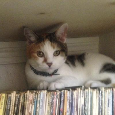 Profile Picture of Sheri Fernung (@Sheppi) on Twitter