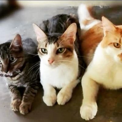 Profile Picture of Jared Santos Pavón (@JaredSantosPav1) on Twitter