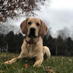 Profile Picture of Lucas Jack Daniel (@lukethegoldador_) on Instagram
